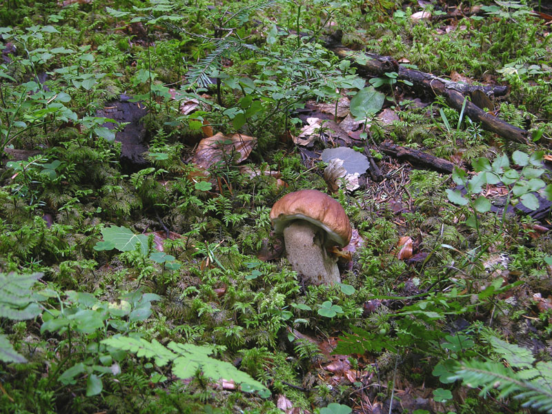 Boletus si Boletus no....